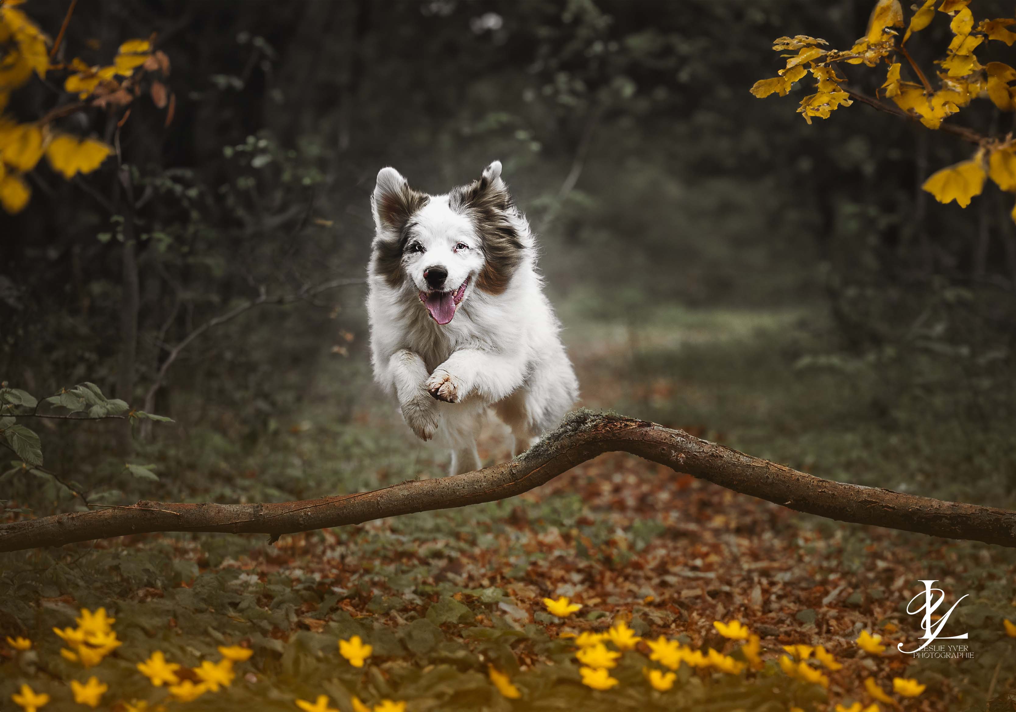Leslie Yver Photographie