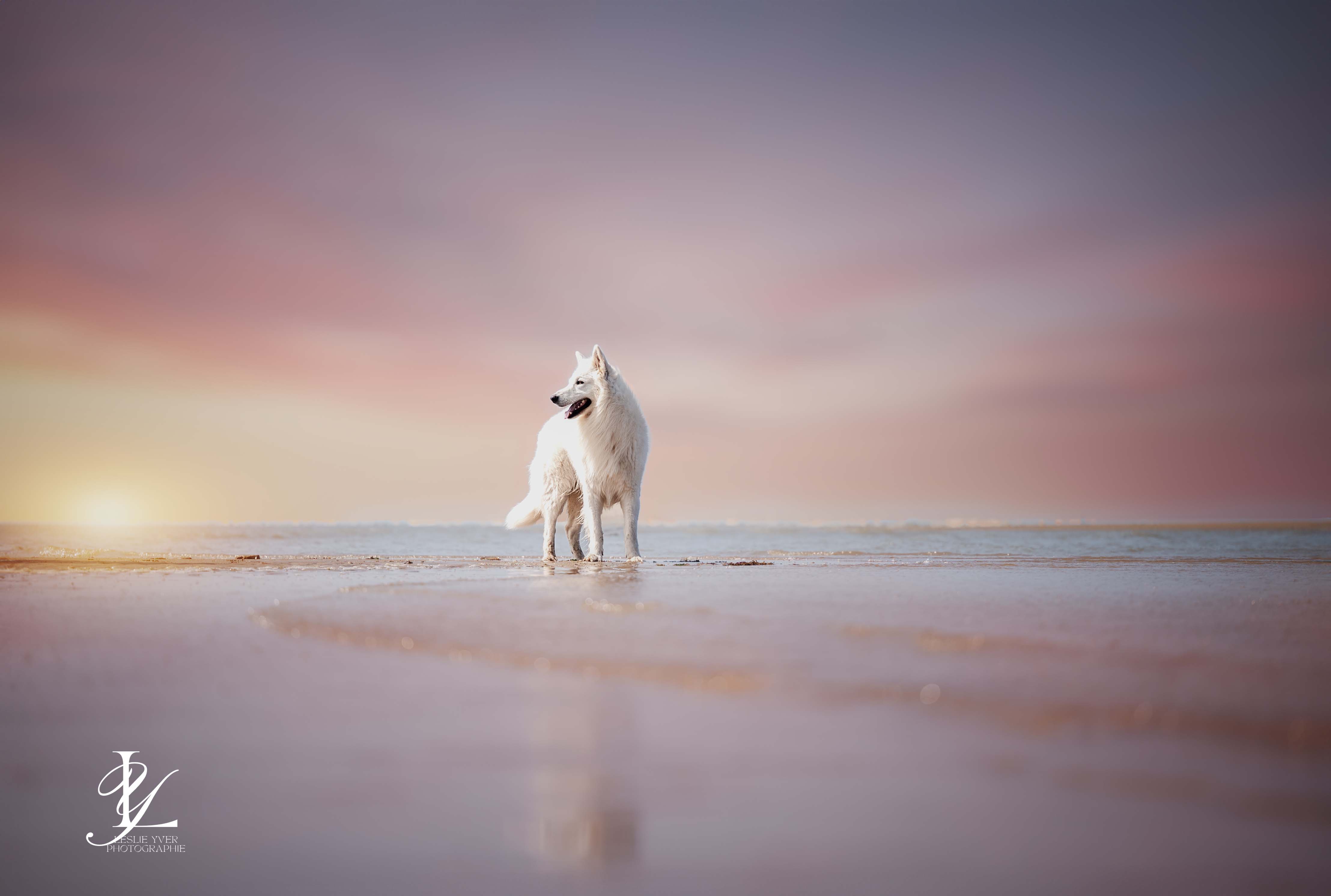 Animaux